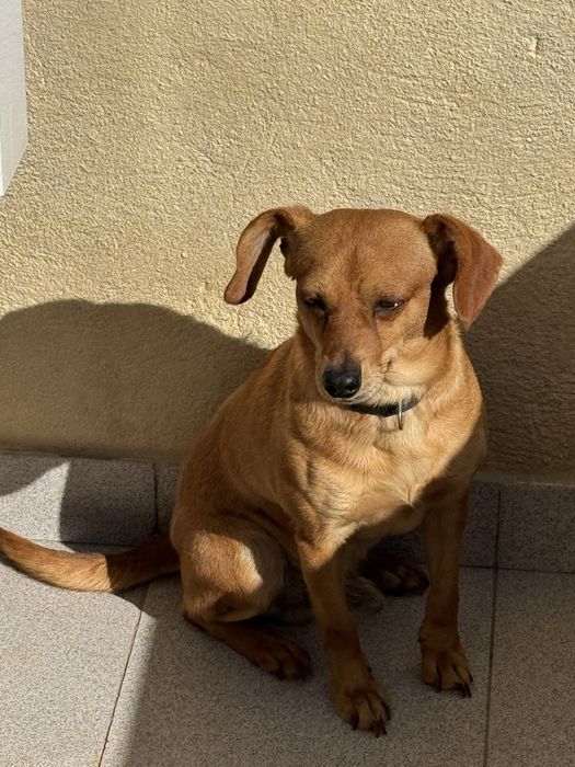 Cachorro meigo precisa de nova casa