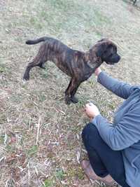 Szczeniaczek szczeniak piesek Cane Corso