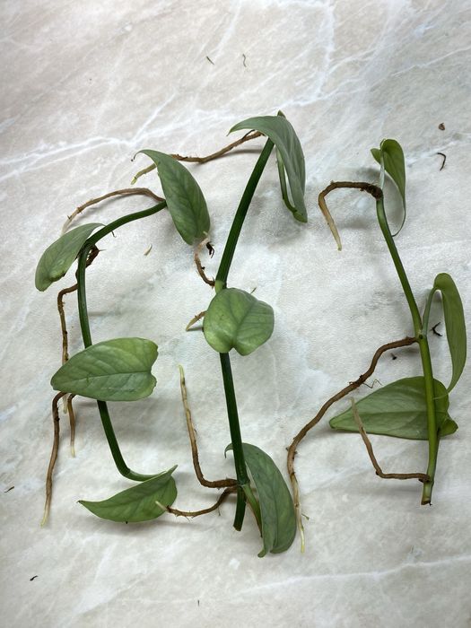 Обміняю (приорітет) або віддам черенки епіпремнуна себі блю