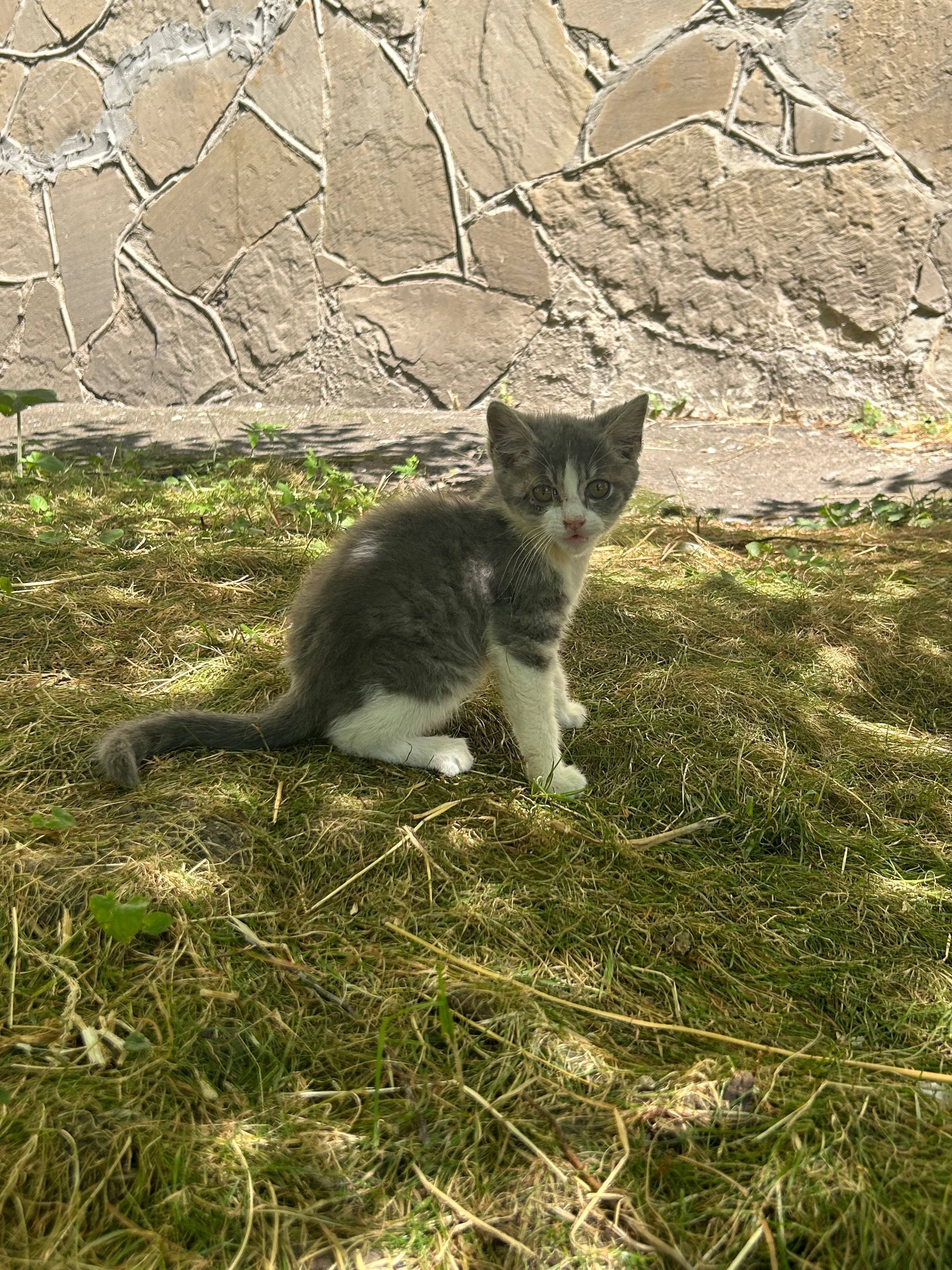 Котенята в добрі руки