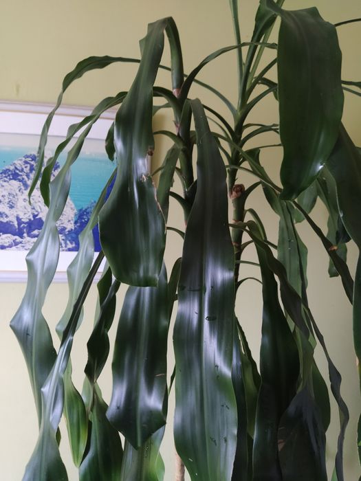 Драцена широколистная высота 1.5 м