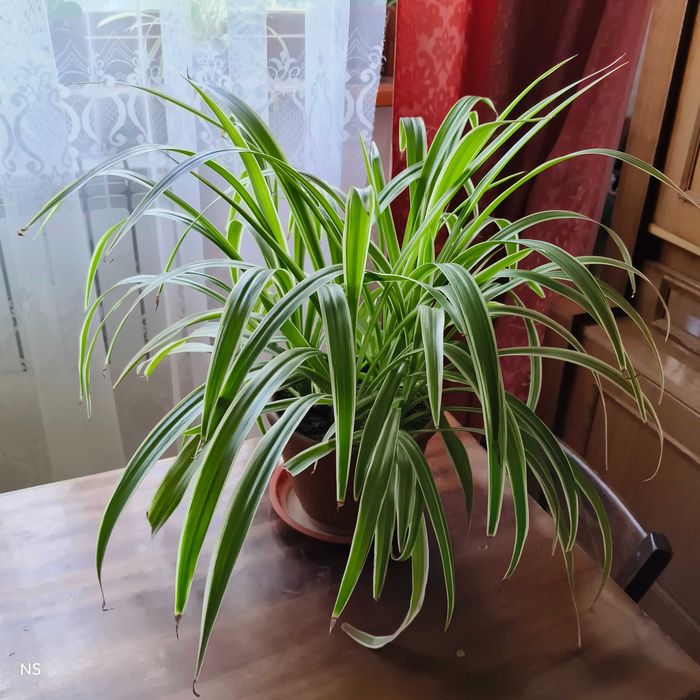 Домашні Фікус Хойя каудата Хлорофітум Дифенбахія Алое