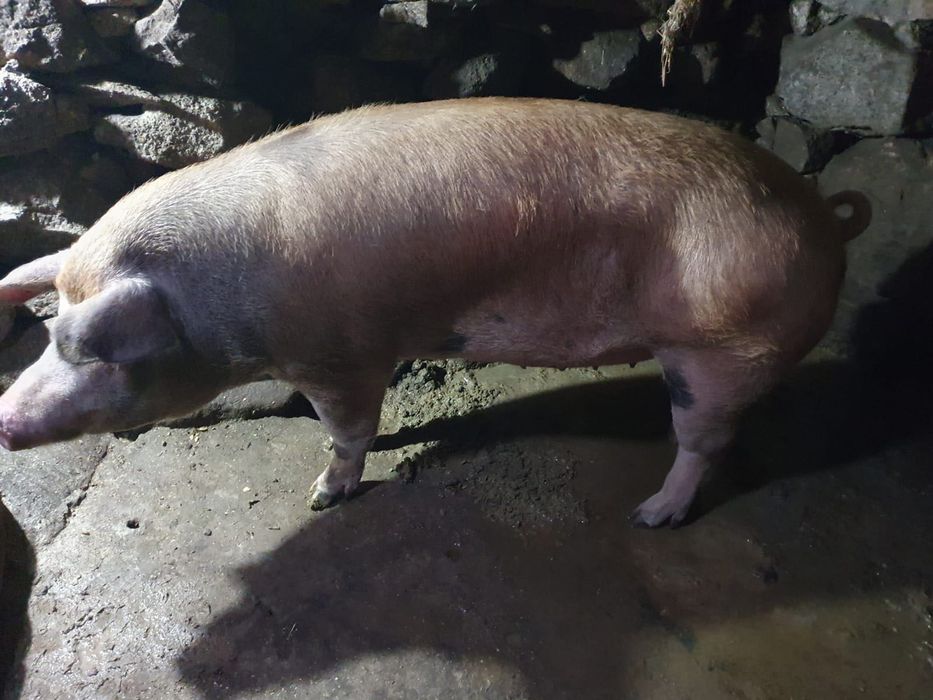 Vendo uma porca criada