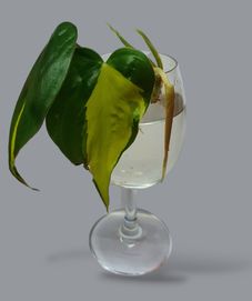 Philodendron Scandens Brasil szczyt