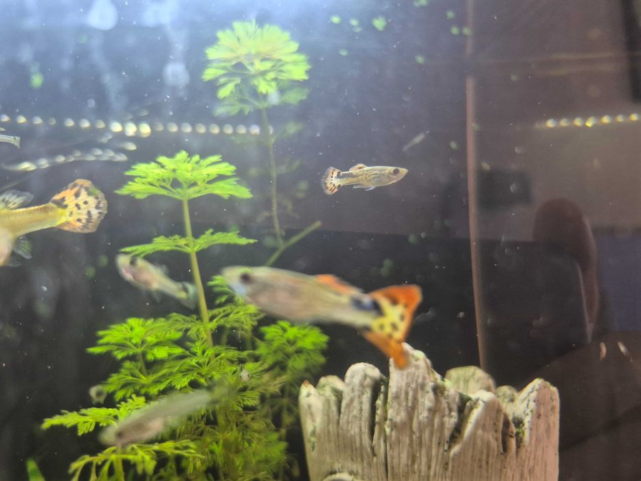 Peixes Guppys Variados