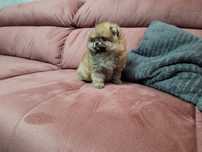 Szpic miniaturowy Pomeranian piesek mini