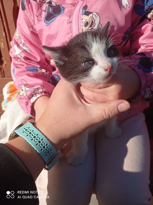 Oddam koty też dachowce