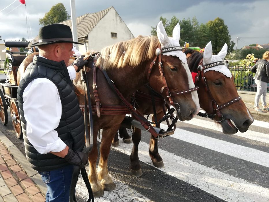 Koń zimnokrwisty klacz zaźrebiona