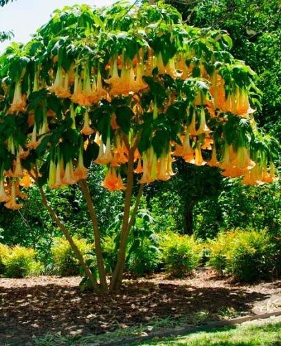 бругмансии махровые розовая оранж деревца черенки