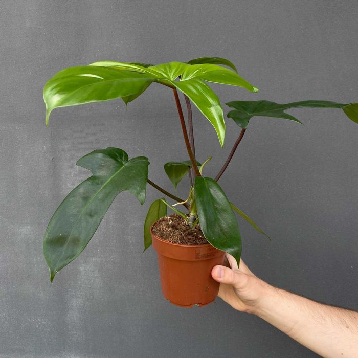 Philodendron Florida Green Filodendron Ogrzewacz w cenie