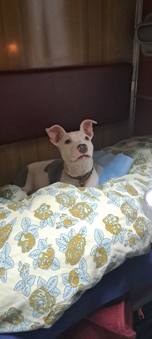 Продам щенка Американского стаффа