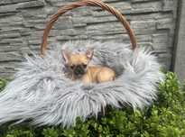Chihuahua suczka CHANEL z Rodowodem