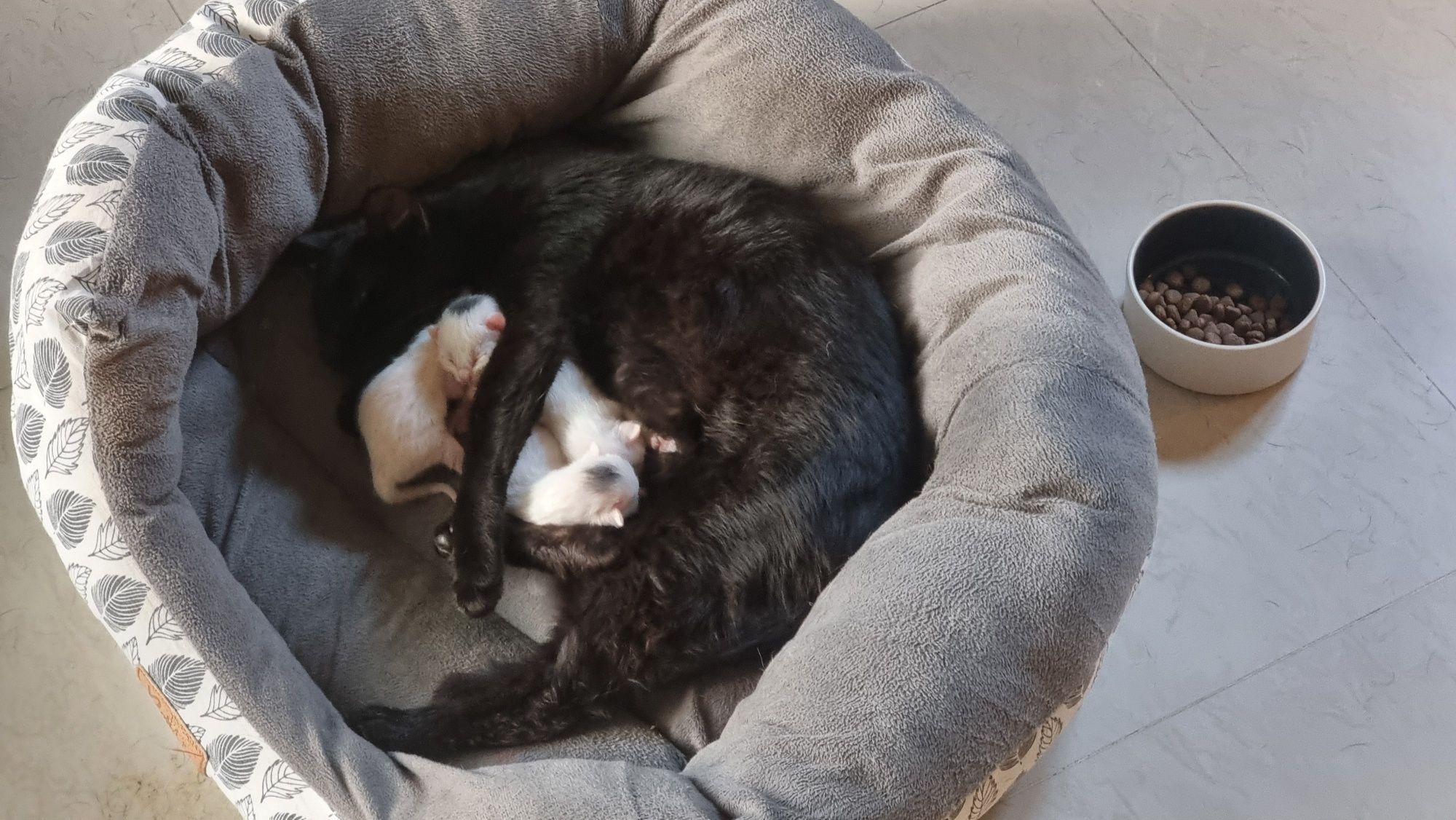 Lindos Gatinhos para Adoção Responsável
