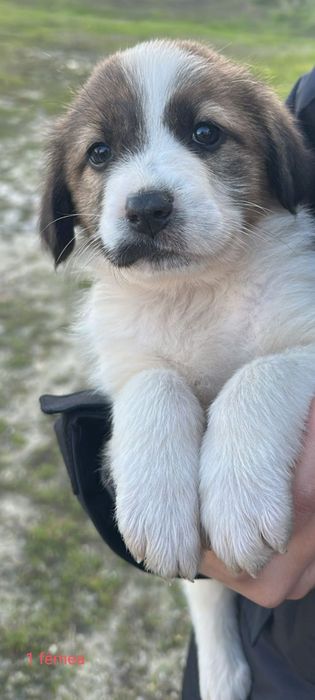 Cadelinhas para adoção