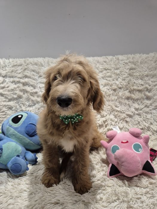 Goldendoodle f1 standard
