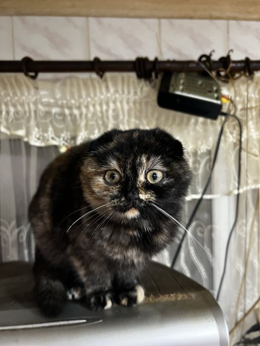 Шотландська киця