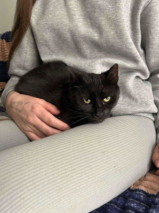 Łagodny, delikatny Bakuś do adopcji