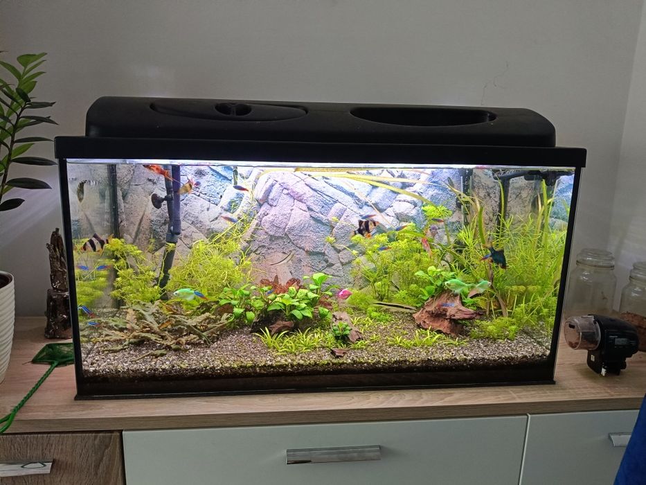 Sprzedam akwarium 80x35x40 + obsada i sprzęt 120l