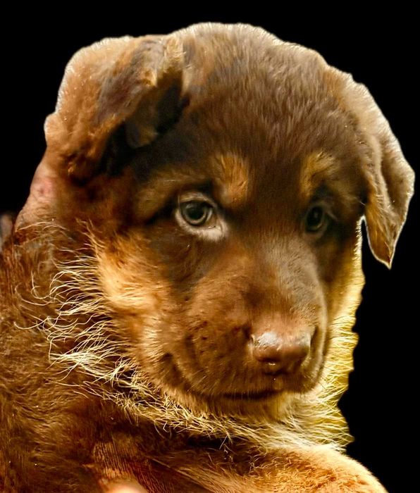 Owczarek niemiecki krótkowłosy piesek szczeniak - CZEKOLADOWY PODP.