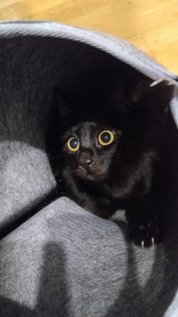 Kotek do adopcji