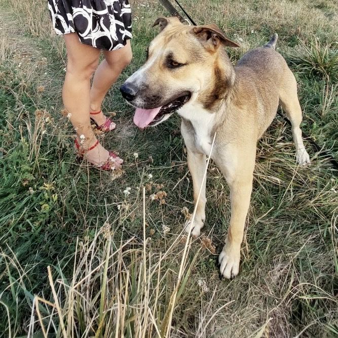 Віддаємо песика !