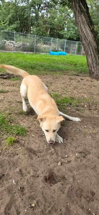 Piesek Max -   akita szuka domku