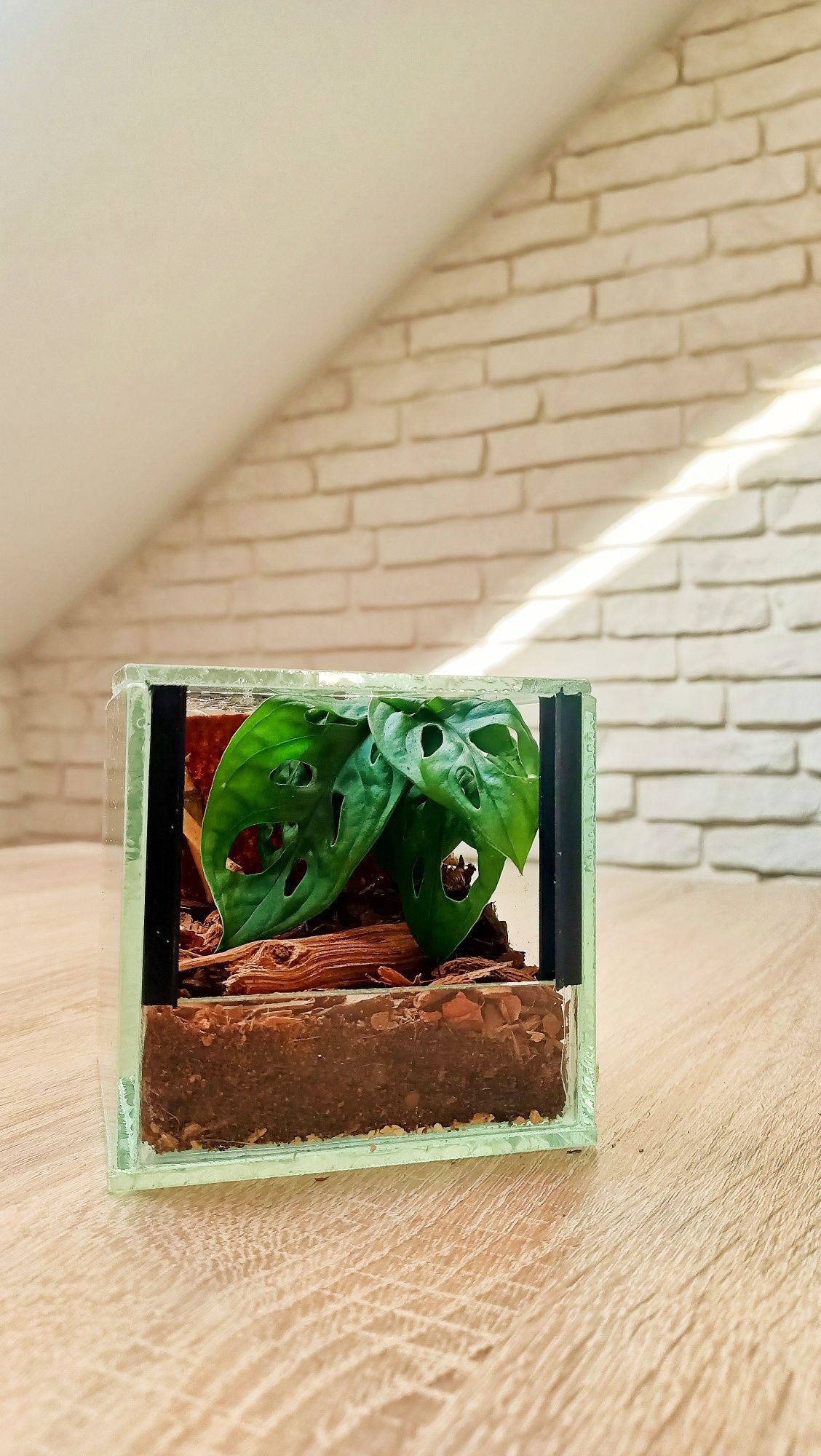 Gotowe Terrarium 10x10x10 Żywe Rośliny+GRATIS