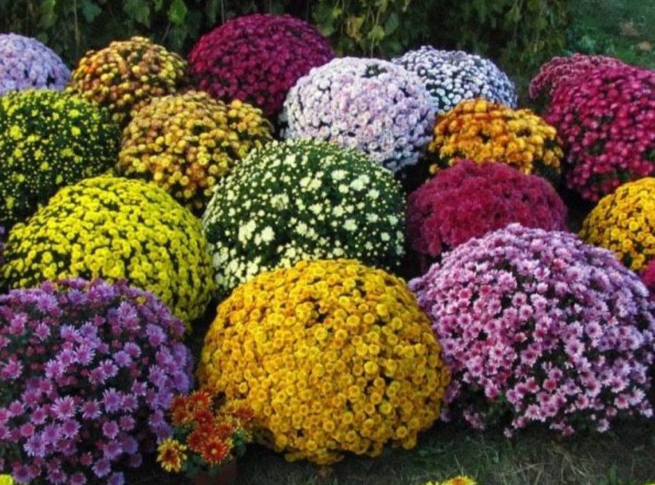 Хризантеми різні. Є подарункові комплекти з кашпо.