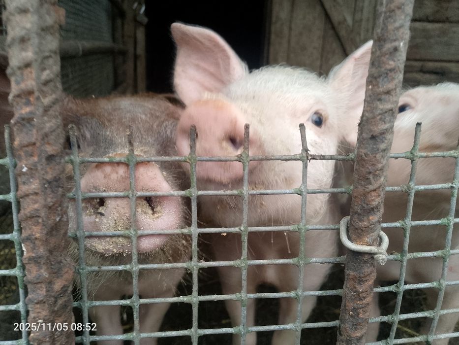 Продам  поросят.