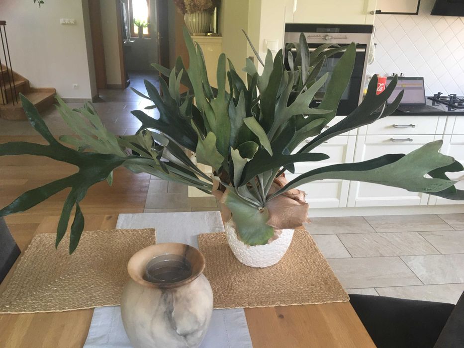 Płaskla - Łosie rogi