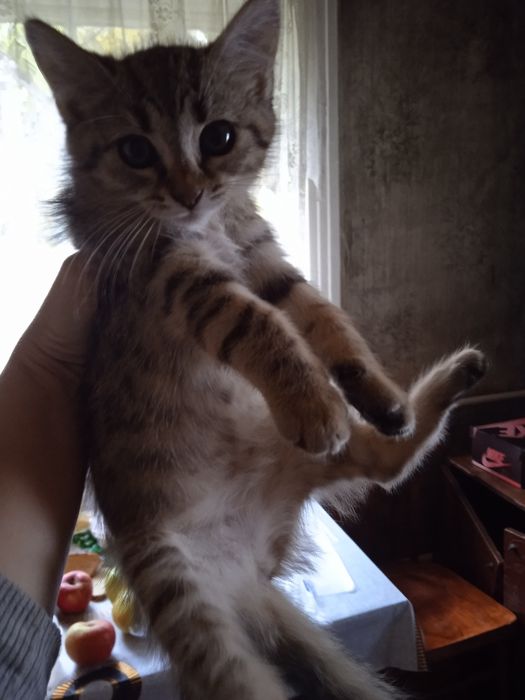 Віддам в добрі руки