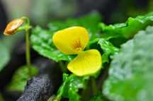 Бегония Buttercup