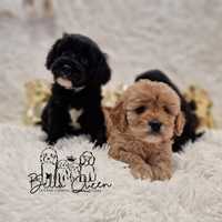 Cavapoo f1 cavadoodle f1 sunia