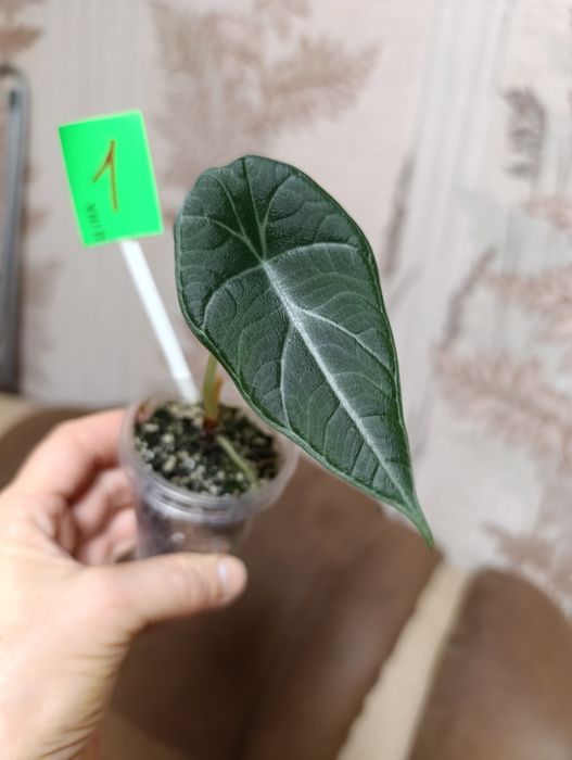 Алоказія сорта Махарані,,Golden Bone , Анторо вельвет