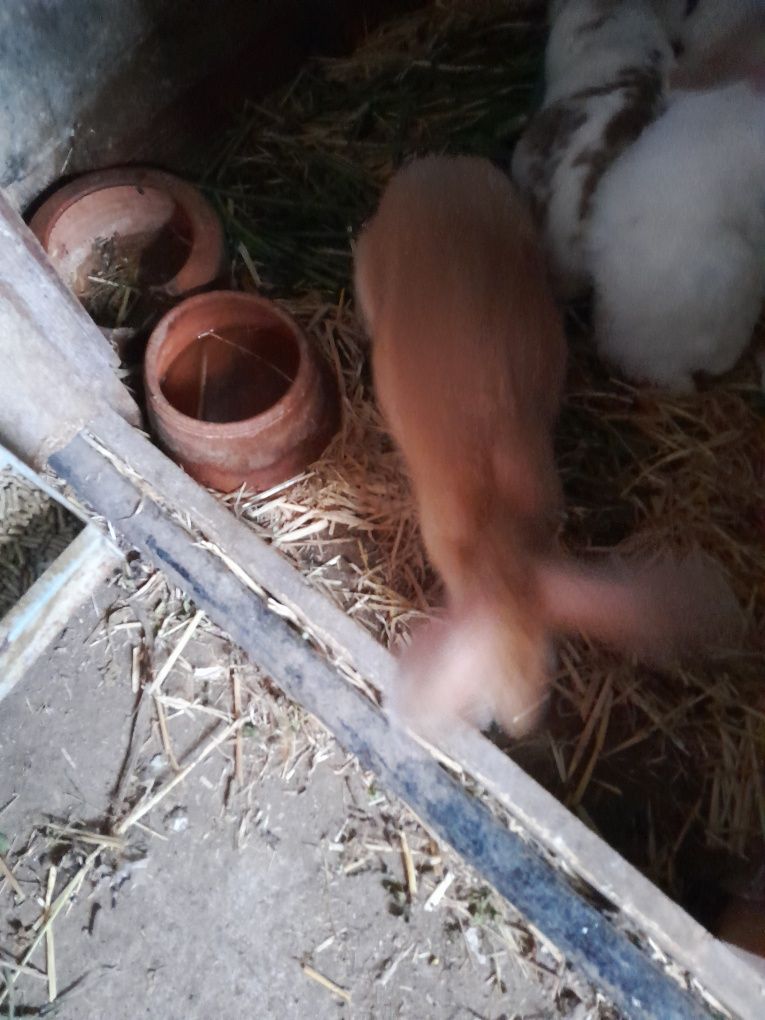Coelhos para criação