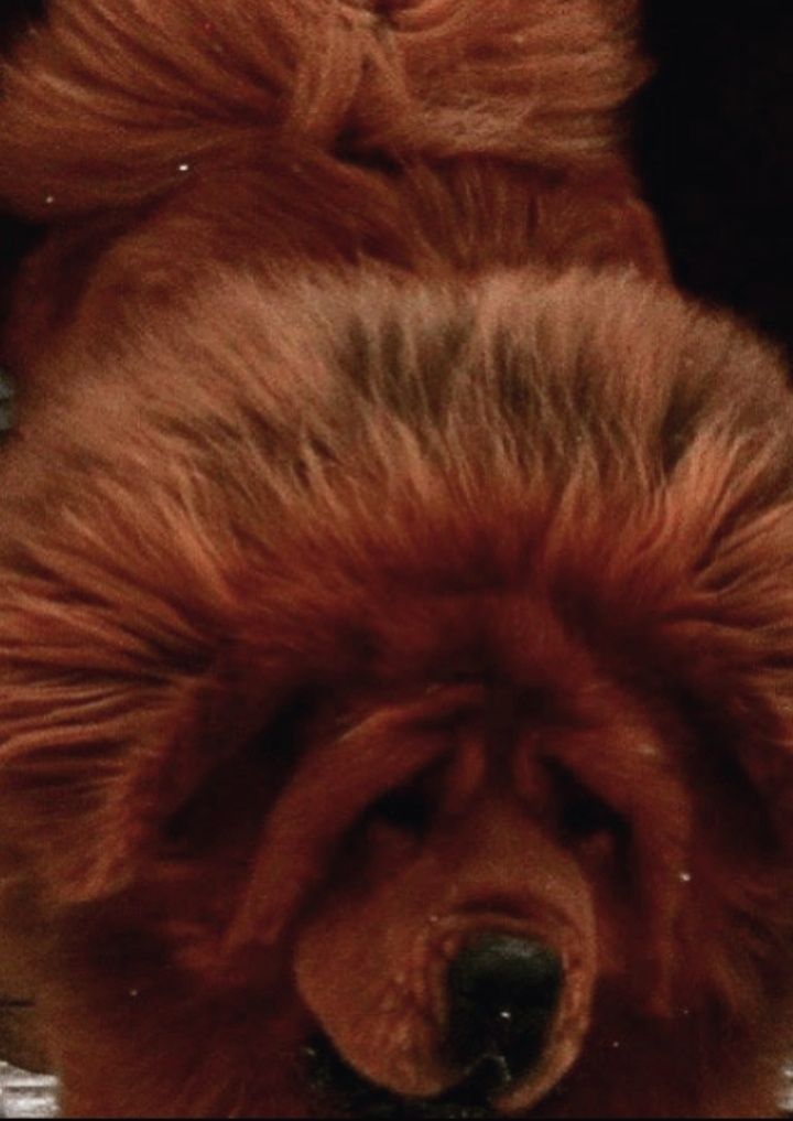 Элитный щенок тибетского мастифа, 100%Китай,от привезенных родителей,