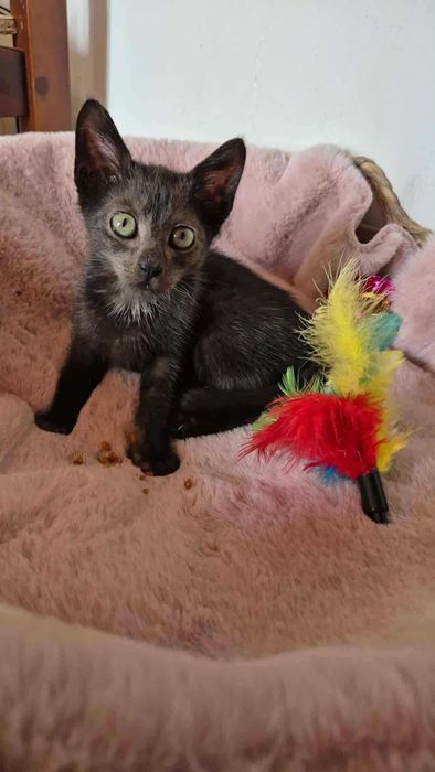 Robaczek - czarny kocurek do adopcji