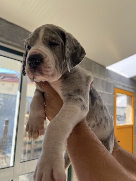 Dogue Alemao Merle com Lop