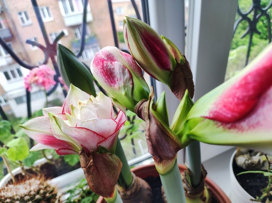 Гіппеаструм  Елвіс Еlvаs амаріліс