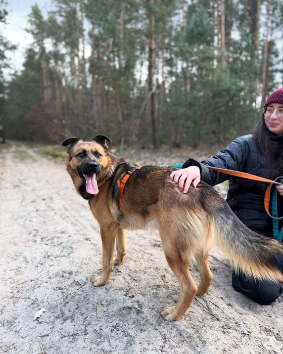 Młody I fajny  psiak Bonsai do adopcji
