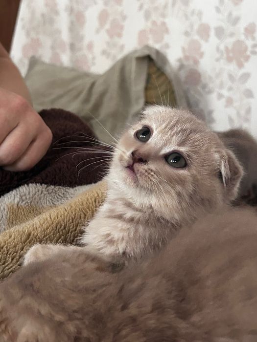 Кошенята шотландці