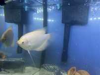 Gourami gold albino