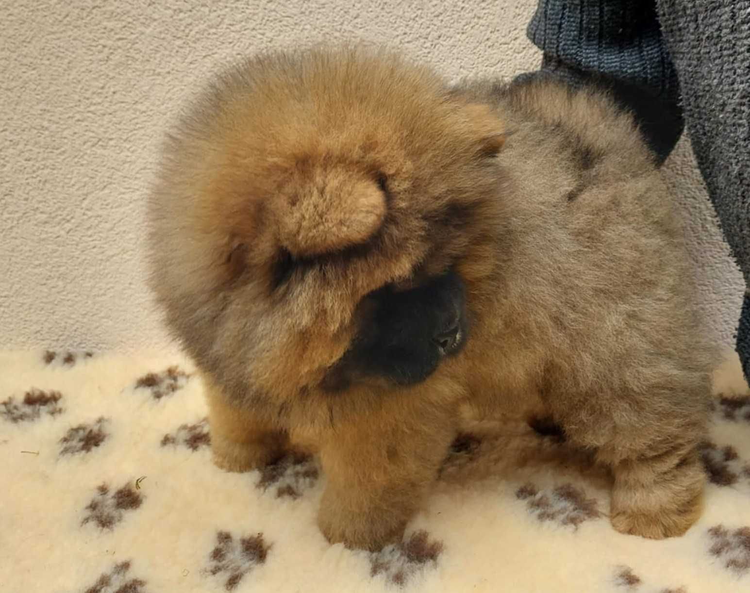 Chow chow ruda suczka ZKwP