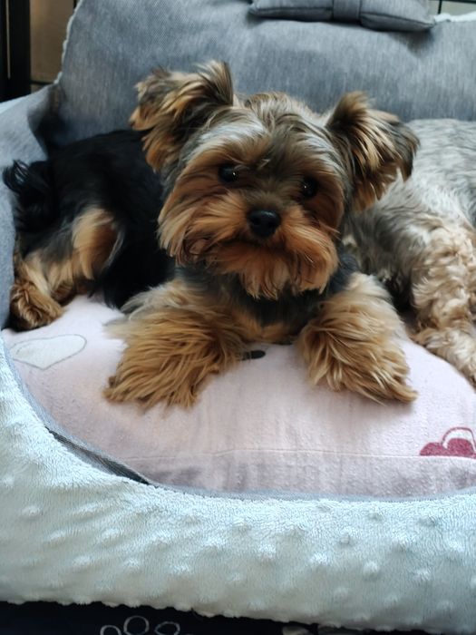 Yorkshire terrier piesek
