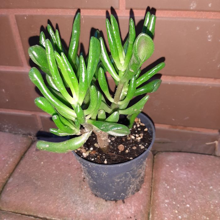 Crassula Gollum,  Gollum