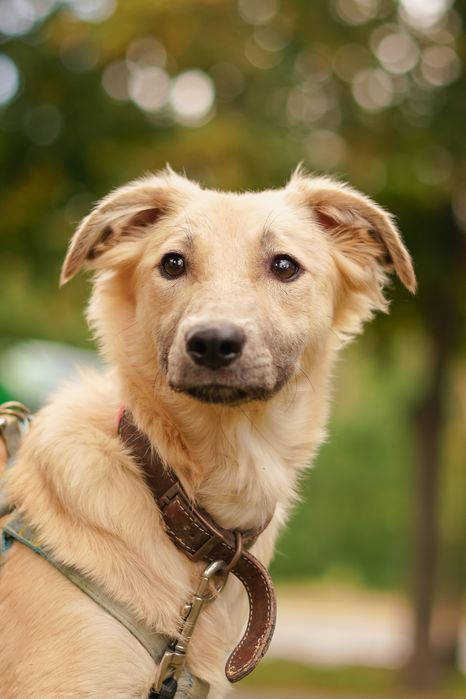 Ніжна собачка Верона хоче додому!