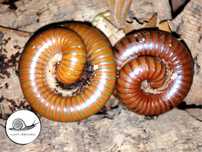 Spirostreptus sp Tanzania wij wije terrarium