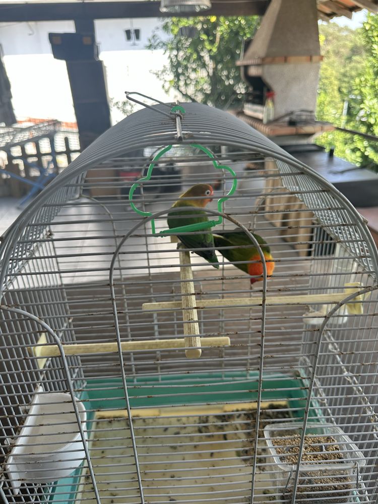 casal agapornis fischer