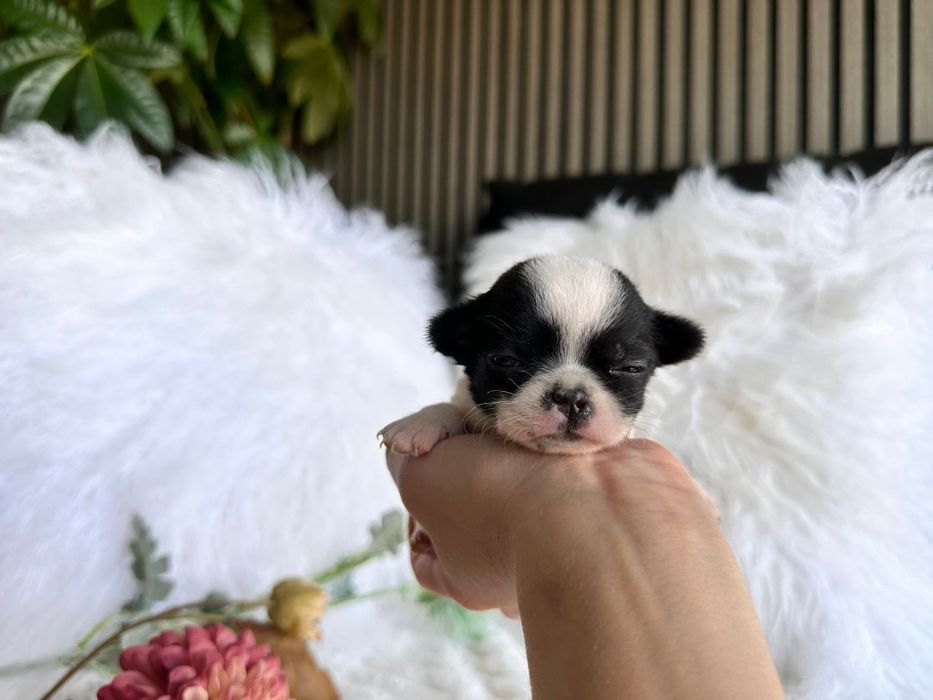 Chihuahua  Super Mini. Menina.Cabeça de maçã.