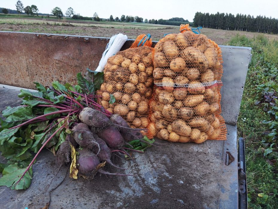 Ziemniaki buraki ćwikłowe
